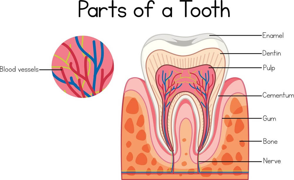 what happens if you need a root canal on a front tooth